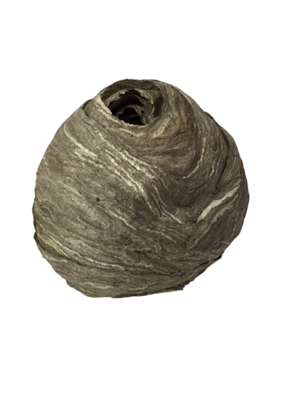 Wasp Nest Hive Paper Gray Natural Decor Display Bee Hornet